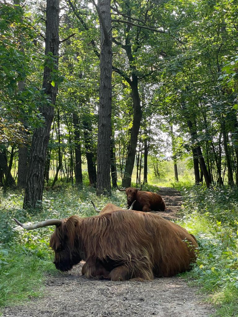 hooglander op de route